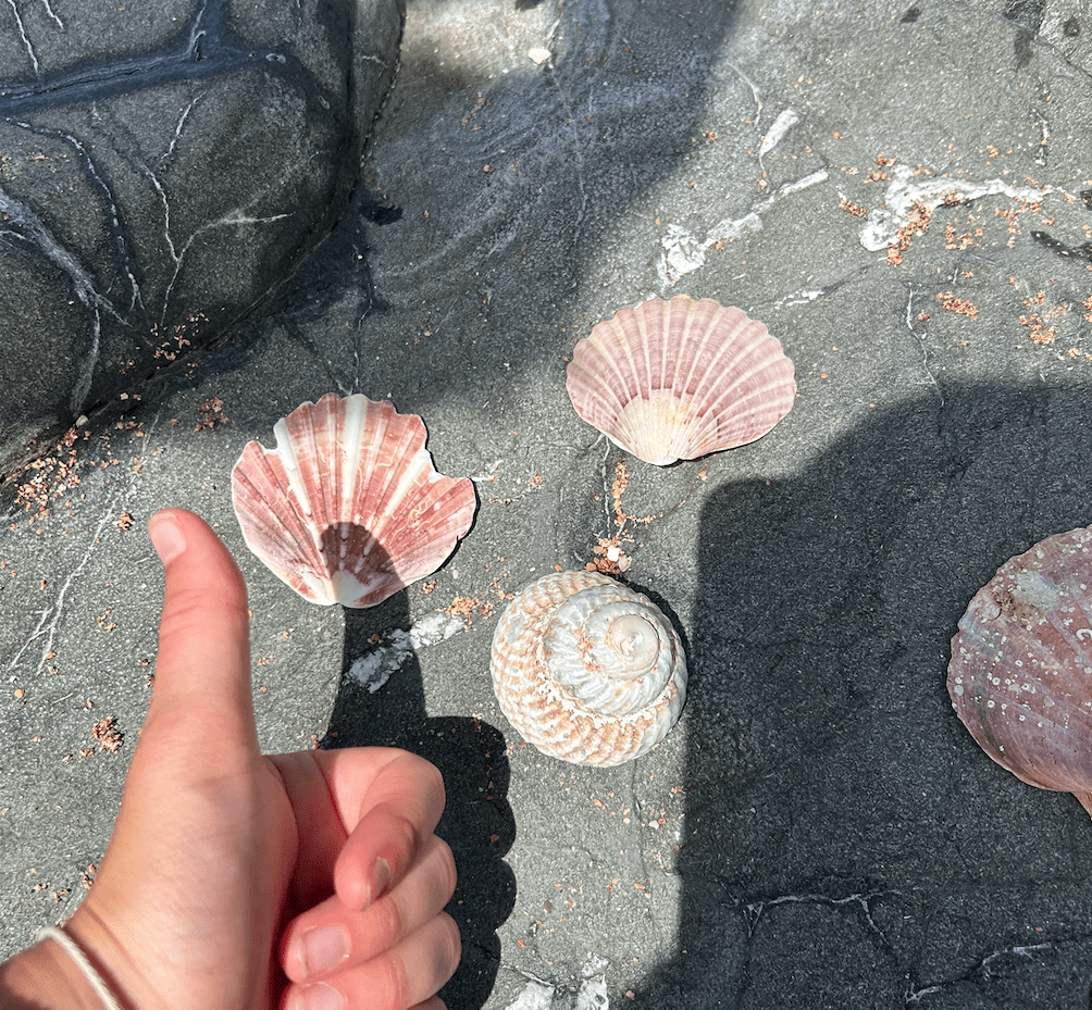 So many shells to see (thumb for scale)